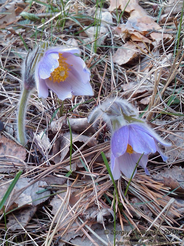 Фото Киева. Сон-трава, Прострел раскрытый (Pulsatilla patens, Рulsatilla multifida), март 2014.