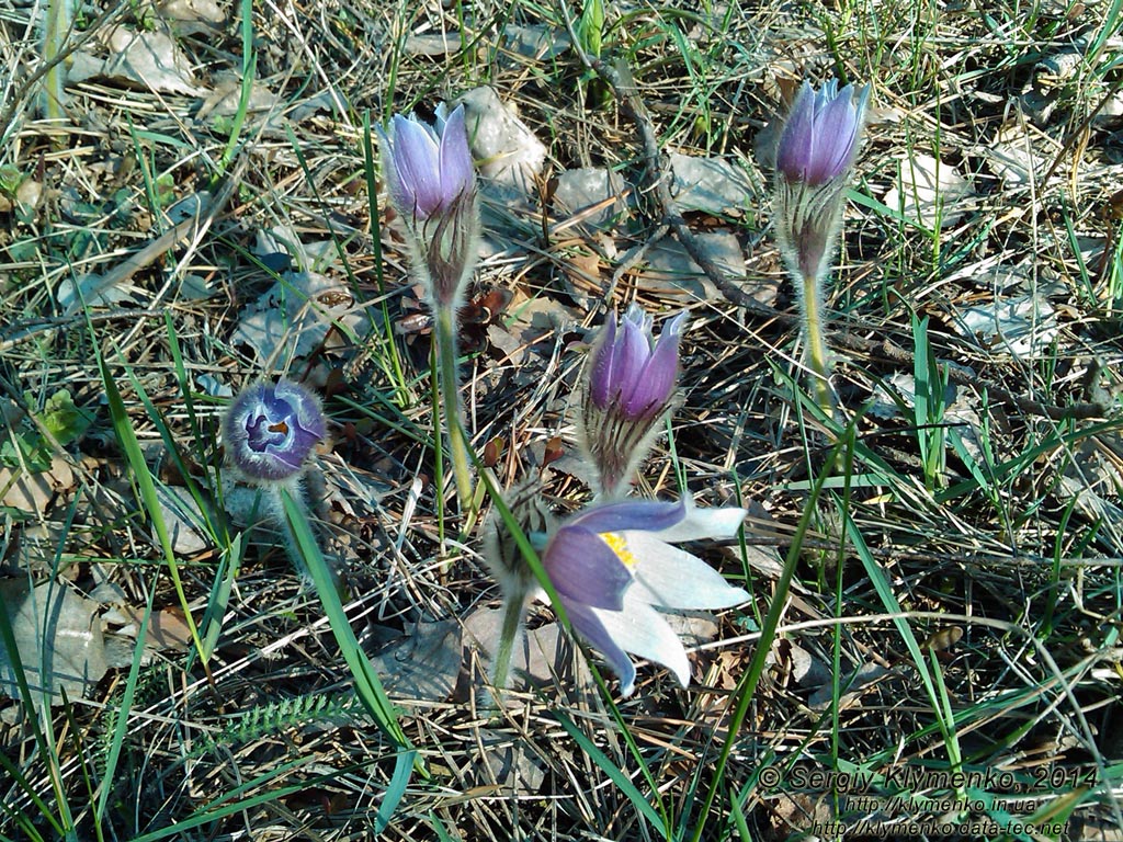 Фото Киева. Сон-трава, Прострел раскрытый (Pulsatilla patens, Рulsatilla multifida), март 2014.