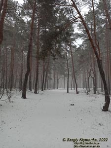 Фото Киева, январь 2022 года. В лесу в пределах городской черты (Деснянский район).