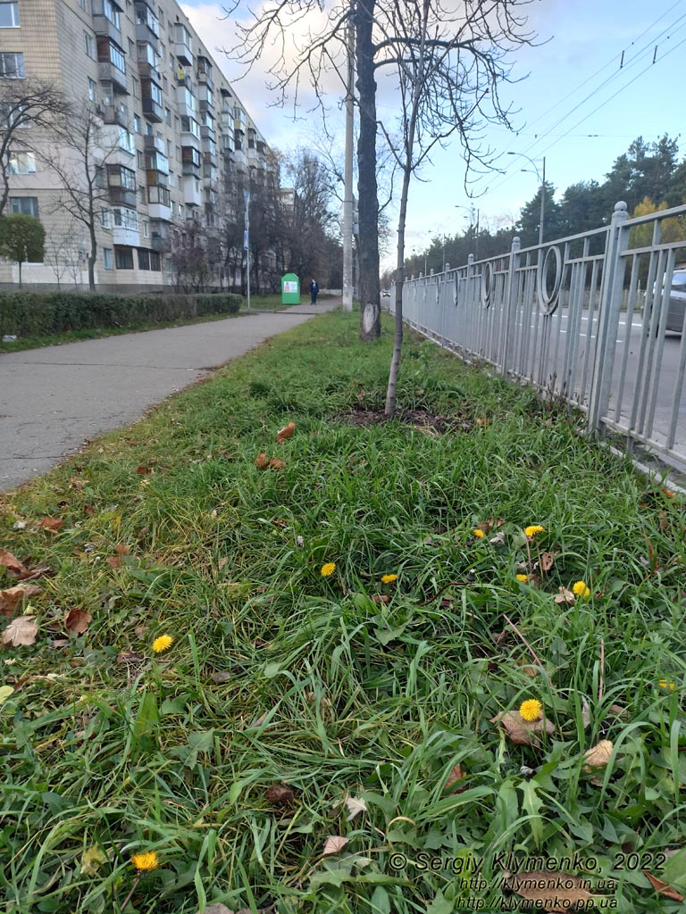 Фото Киева (улица Кубанской Украины). Одуванчики, цветущие в ноябре (13 ноядря 2022 года).
