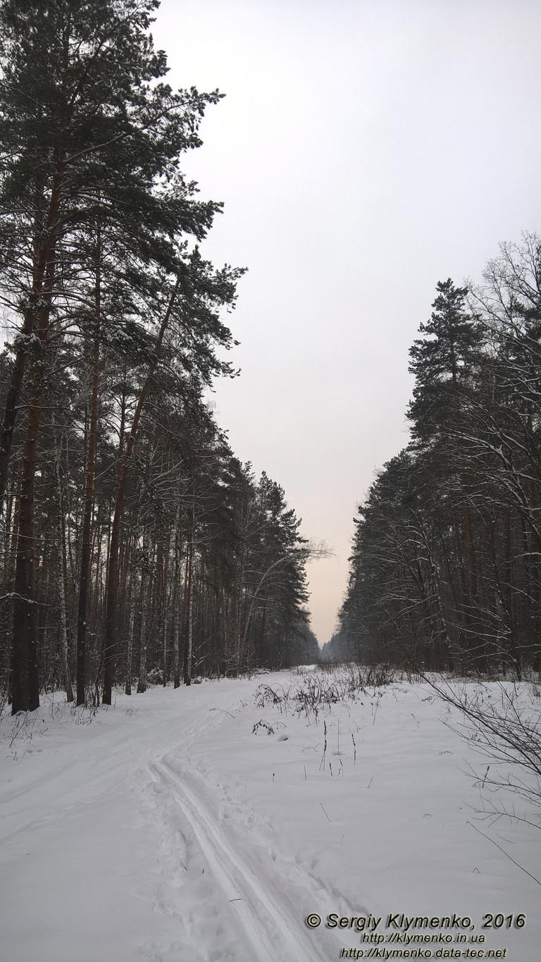 Фото Киева. В зимнем лесу возле ТЭЦ-6. Впереди - санаторий «Волна» и село Зазимье, январь 2016.
