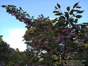 Фото Киева. В парке «Киото» (Деснянский район). Цветет сакура (японская вишня, Prunus serrulata).
