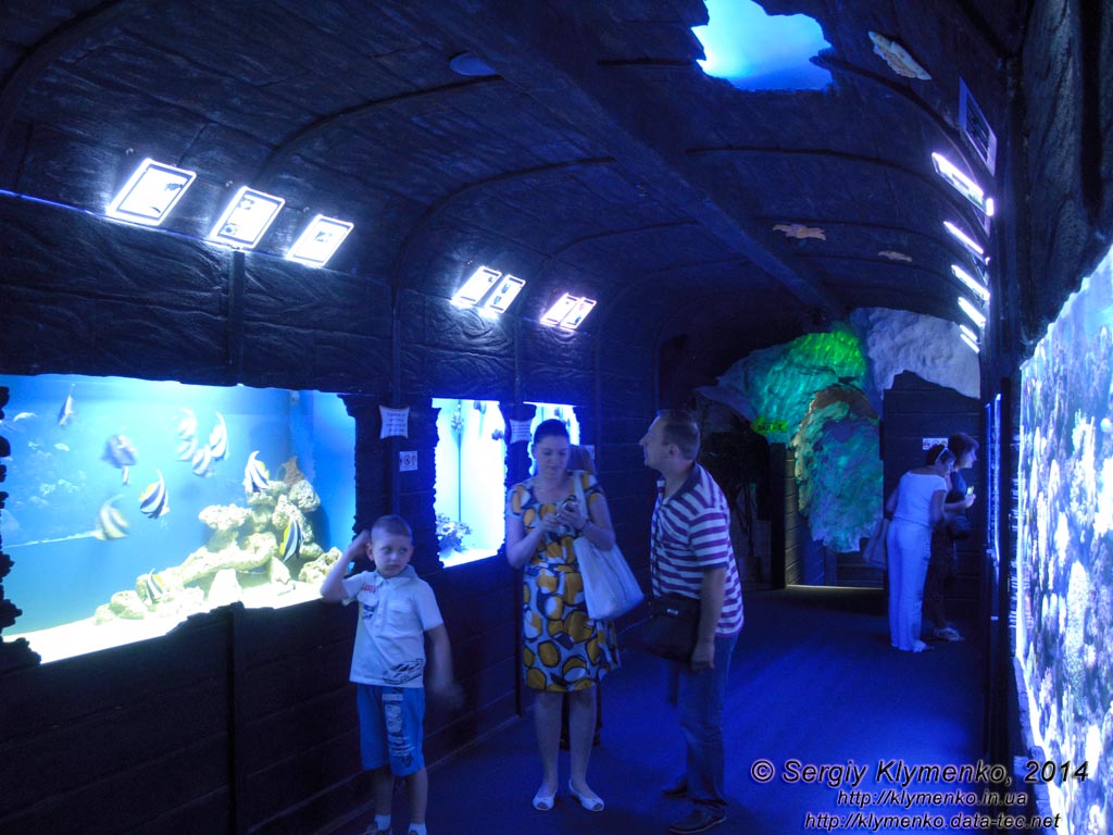 Фото Киева. Океанариум «Морская сказка». Первая галерея - перевёрнутый вверх дном затонувший деревянный корабль с экспозицией кораллового комплекса в «иллюминаторах».