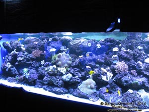 Фото Киева. Океанариум «Морская сказка». Экспозиция кораллового комплекса в «иллюминаторах».