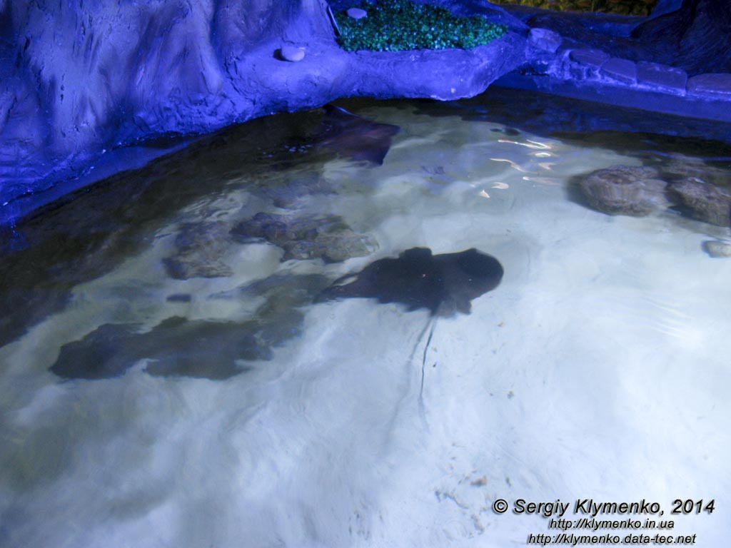 Фото Киева. Океанариум «Морская сказка». Открытый бассейн с морскими скатами.