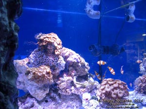Фото Киева. Океанариум «Морская сказка». «Немо-зона». Клоун оцеллярис (Amphiprion ocellaris) и Мавританский клоун (Premnas biaculeatus).
