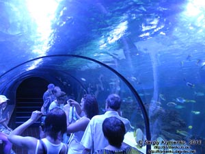 Фото Киева. Океанариум «Морская сказка». «Подводный мир» - туннель, расположенный на глубине 2-х метров под водой. Вид изнутри.