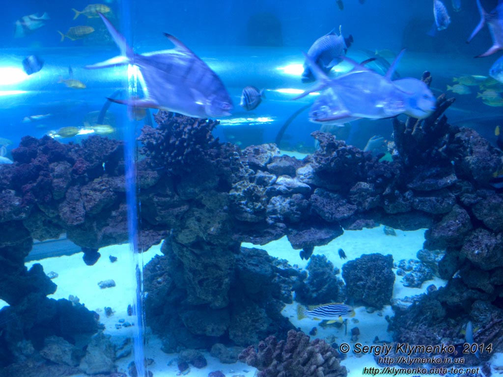 Фото Киева. Океанариум «Морская сказка». «Подводный мир» - туннель, расположенный на глубине 2-х метров под водой. Вид снаружи.