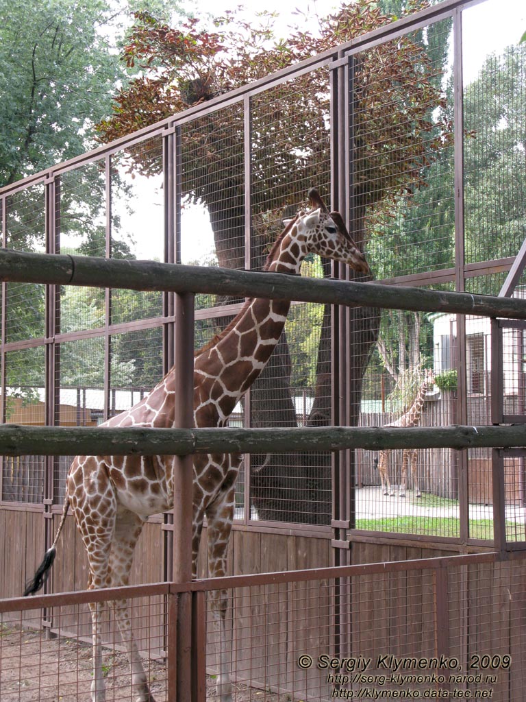 Фото Киева. Киевский Зоопарк. Сетчатый жираф.