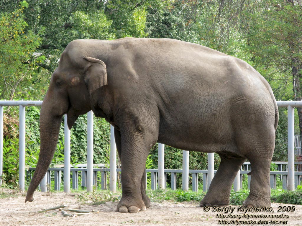 Фото Киева. Киевский Зоопарк. Азиатский слон.