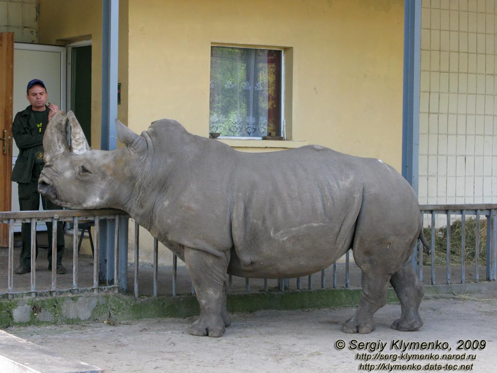 Фото Киева. Киевский Зоопарк. Южный белый носорог.