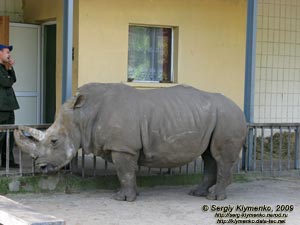 Фото Киева. Киевский Зоопарк. Южный белый носорог.