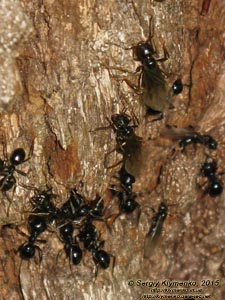 Белая Церковь, Александрийский парк. Фото. Чёрные садовые муравьи (Lasius niger) - миниатюрная жизнь на дубе-великане.