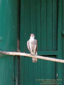 Херсонская область. Аскания-Нова. Фото. В зоопарке. Сокол - Сапсан (Falco peregrinus).