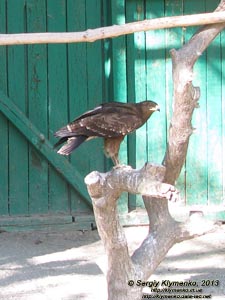 Херсонская область. Аскания-Нова. Фото. В зоопарке. Малый подорлик (Aquila pomarina).