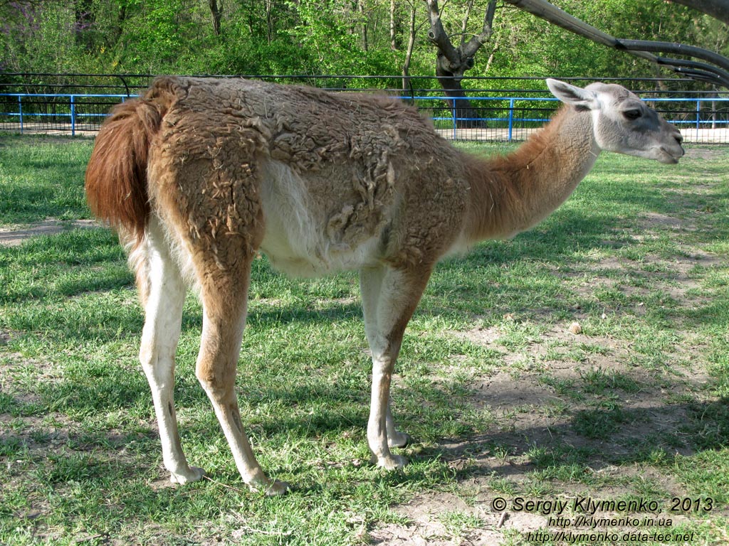 Херсонская область. Аскания-Нова. Фото. В зоопарке. Гуанако (Lama guanicoe).