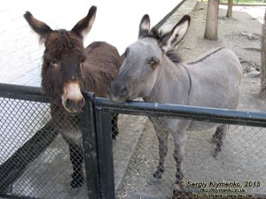 Херсонская область. Аскания-Нова. Фото. В зоопарке. Домашний осёл (Equus asinus).