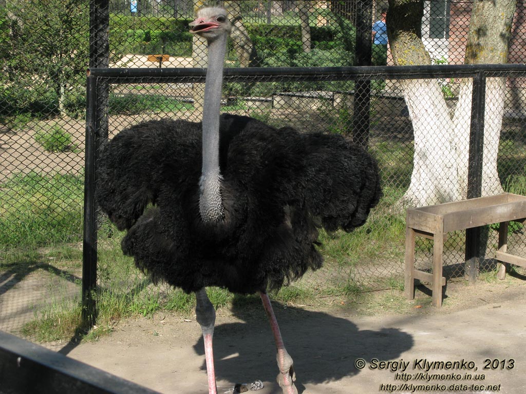 Херсонская область. Аскания-Нова. Фото. В зоопарке. Африканский страус (Struthio camelus).