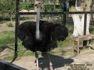 Херсонская область. Аскания-Нова. Фото. В зоопарке. Африканский страус (Struthio camelus).