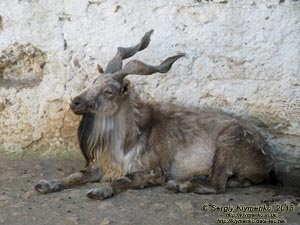 Херсонская область. Аскания-Нова. Фото. В зоопарке. Винторогий козёл, или мархур (Capra falconeri).