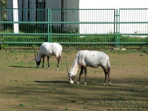 Херсонская область. Аскания-Нова. Фото. В зоопарке. Аравийский орикс (Oryx leucoryx).