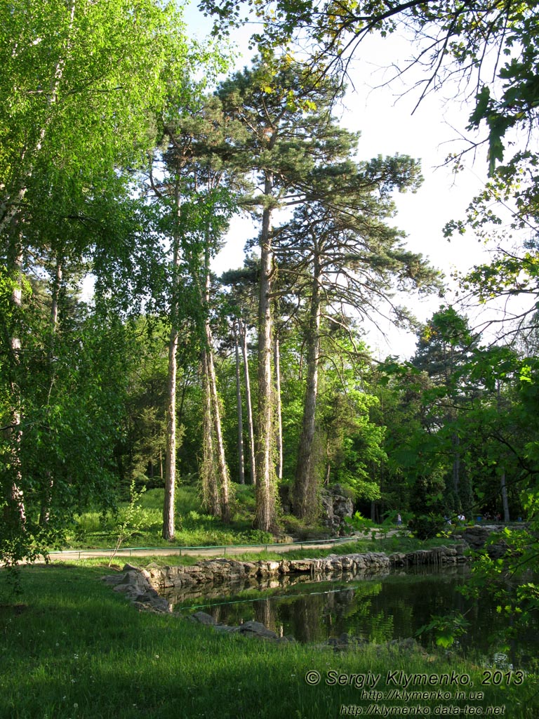 Херсонская область. Аскания-Нова. Фото. В дендропарке. Озеро, сосны и грот.