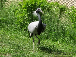 Херсонская область. Аскания-Нова. Фото. В зоопарке. Журавль-красавка (Anthropoides virgo).