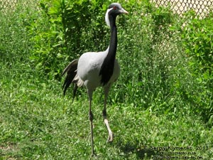 Херсонская область. Аскания-Нова. Фото. В зоопарке. Журавль-красавка (Anthropoides virgo).