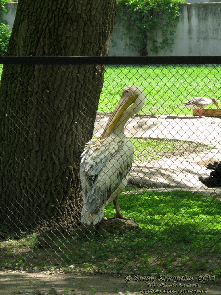 Херсонская область. Аскания-Нова. Фото. В зоопарке. Розовый пеликан (Pelecanus onocrotalus).