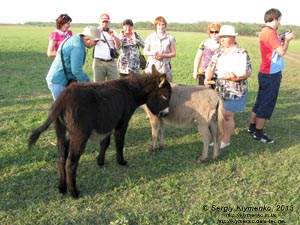 Херсонская область. Аскания-Нова. Фото. Большой Чапельский под. Домашний осёл (Equus asinus) - нахальный попрошайка.