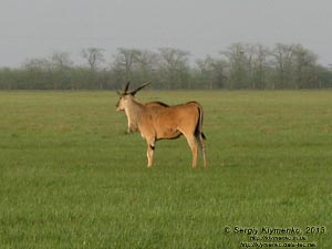Херсонская область. Аскания-Нова. Фото. Большой Чапельский под. Канна (Taurotragus oryx).