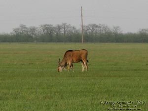 Херсонская область. Аскания-Нова. Фото. Большой Чапельский под. Канна (Taurotragus oryx).