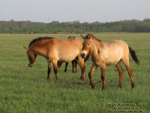 Херсонская область. Аскания-Нова. Фото. Большой Чапельский под. Лошадь Пржевальского (Equus ferus przewalskii).