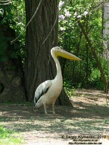 Херсонская область. Аскания-Нова. Фото. В зоопарке. Розовый пеликан (Pelecanus onocrotalus).