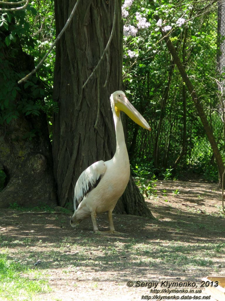 Херсонская область. Аскания-Нова. Фото. В зоопарке. Розовый пеликан (Pelecanus onocrotalus).