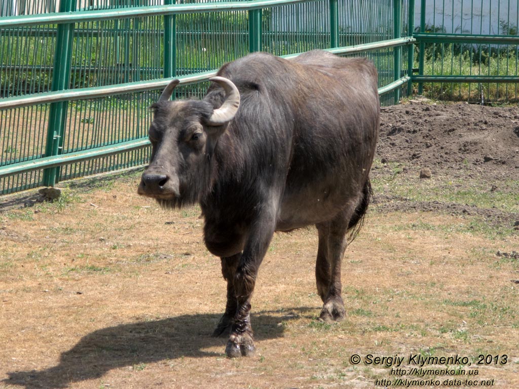 Херсонская область. Аскания-Нова. Фото. В зоопарке. Азиатский буйвол (Bubalus arnee).