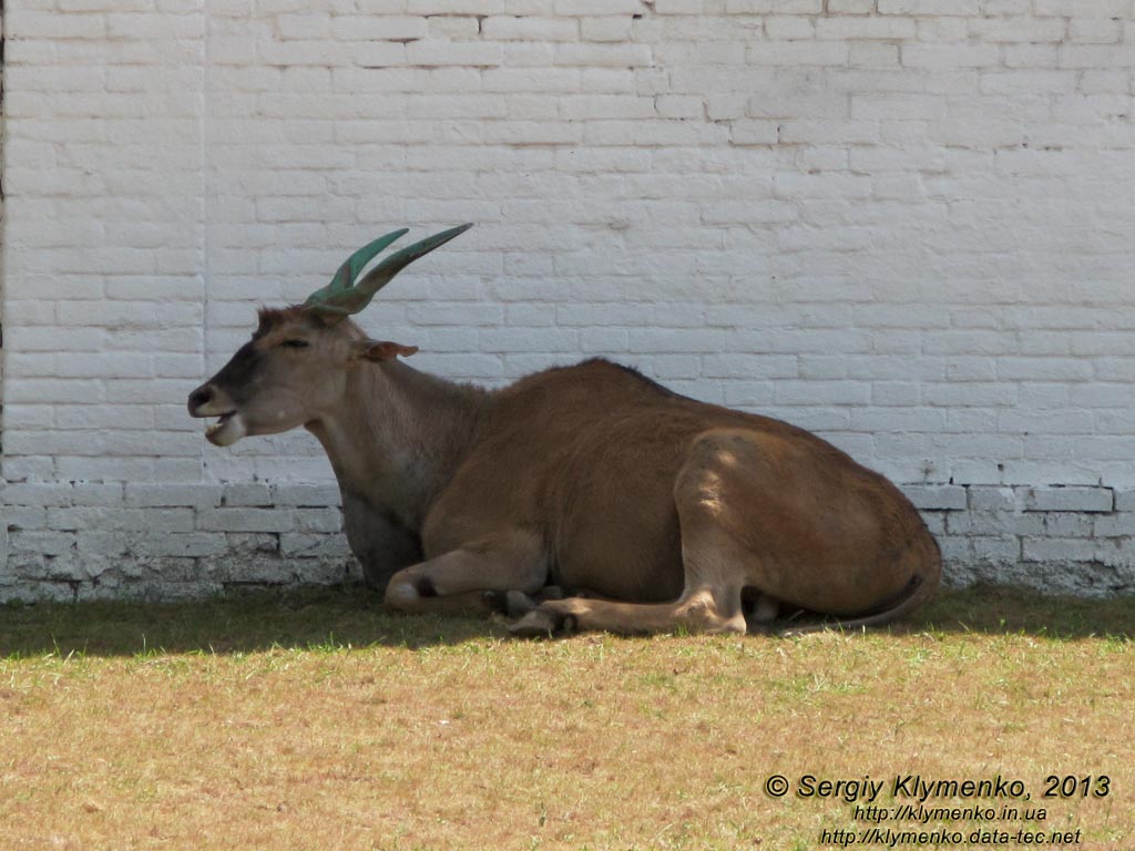 Херсонская область. Аскания-Нова. Фото. В зоопарке. Канна (Taurotragus oryx).