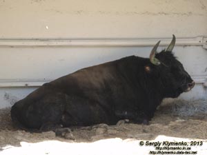 Херсонская область. Аскания-Нова. Фото. В зоопарке. Скорее всего, это - Бизонобык (Бифало),
гибрид самца американского бизона с обыкновенной коровой (Bos taurus ? Bison bison).
