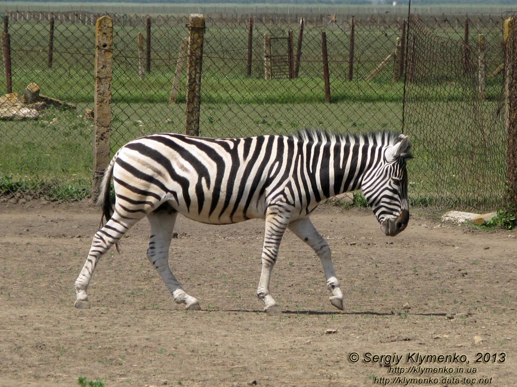 Херсонская область. Аскания-Нова. Фото. В зоопарке. Зебра Чапмана (Equus quagga chapmani).