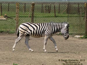 Херсонская область. Аскания-Нова. Фото. В зоопарке. Зебра Чапмана (Equus quagga chapmani).