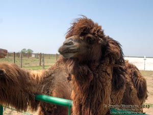 Херсонская область. Аскания-Нова. Фото. В зоопарке. Двугорбый верблюд (Camelus bactrianus).