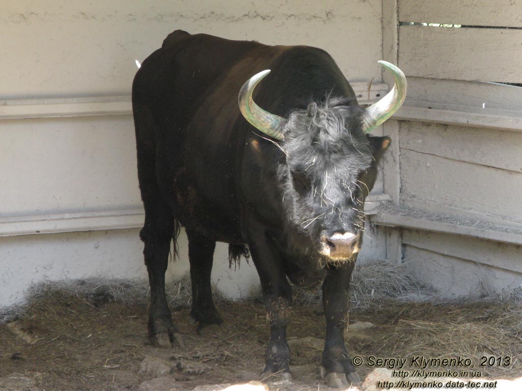 Херсонская область. Аскания-Нова. Фото. В зоопарке. Скорее всего, это - Бизонобык (Бифало),
гибрид самца американского бизона с обыкновенной коровой (Bos taurus ? Bison bison).