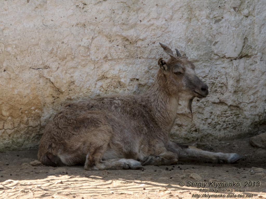 Херсонская область. Аскания-Нова. Фото. В зоопарке. Винторогий козёл, или мархур (Capra falconeri). Самка.