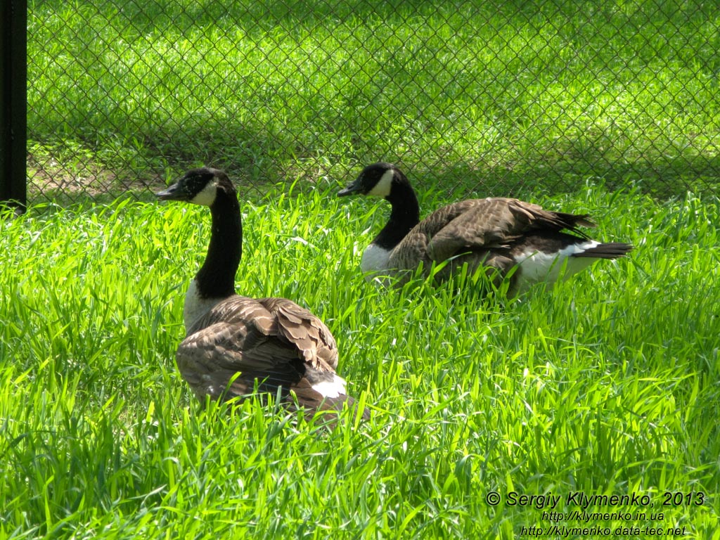 Херсонская область. Аскания-Нова. Фото. В зоопарке. Канадская казарка (Branta canadensis).