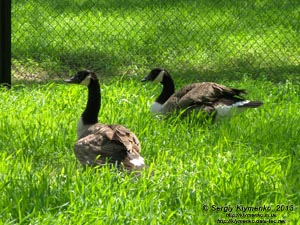 Херсонская область. Аскания-Нова. Фото. В зоопарке. Канадская казарка (Branta canadensis).