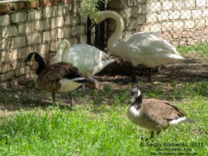 Херсонская область. Аскания-Нова. Фото. В зоопарке. Канадская казарка (Branta canadensis) и лебедь-шипун (Cygnus olor).