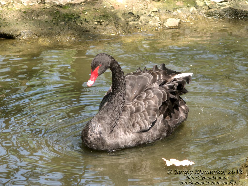 Херсонская область. Аскания-Нова. Фото. В зоопарке. Чёрный лебедь (Cygnus atratus).