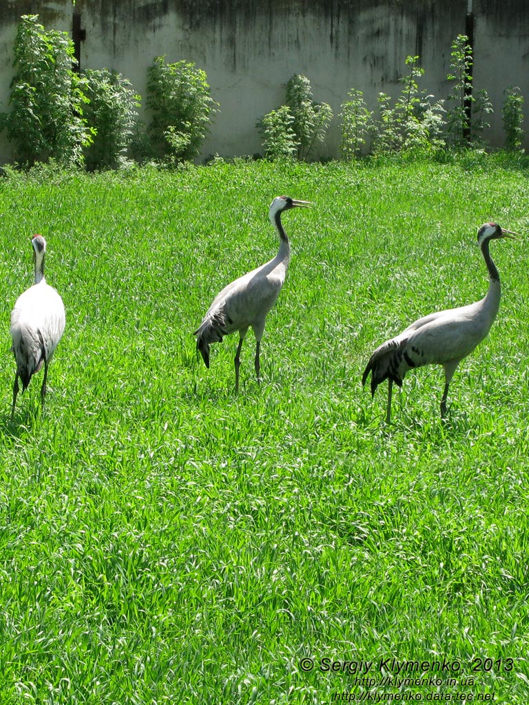 Херсонская область. Аскания-Нова. Фото. В зоопарке. Серый журавль (Grus grus).