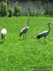 Херсонская область. Аскания-Нова. Фото. В зоопарке. Серый журавль (Grus grus).