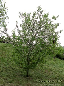 Черновицкая область, Мигово. Фото. Юго-западная окраина села. Цветущая яблоня.